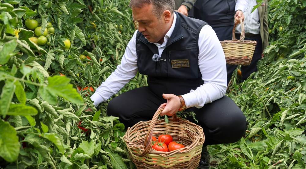 Bilecik'te sofralık ve salçalık domates mesai…