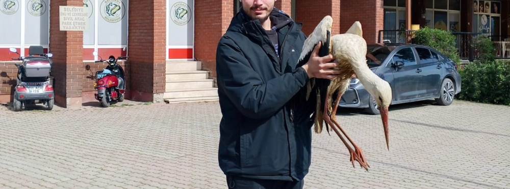 Bilecik’te yaralı leylek ekipler tarafından k…