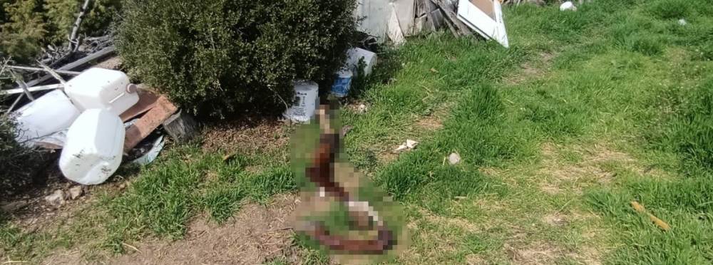 Bilecik’te zabıta baskını: Hurda yığınında şo…