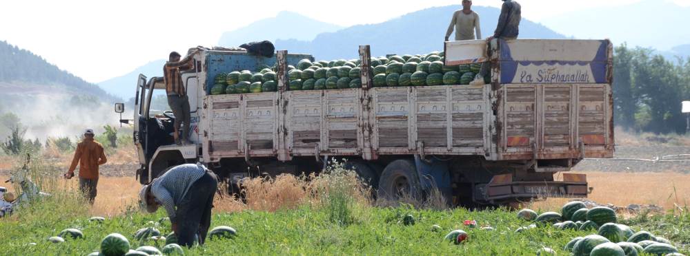 Coğrafi işaretli karpuzda hasat başladı! Türk…