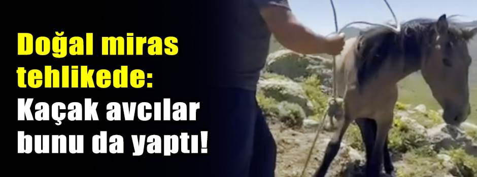 Doğal miras tehlikede: Kaçak avcılar bunu da yaptı!