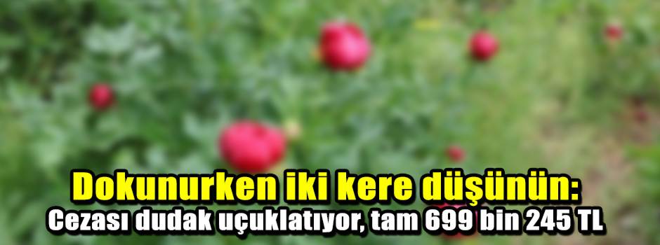 Dokunurken iki kere düşünün: Cezası dudak uçu…