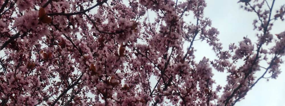 Eskieşhir'i pembeye boyayan süs eriği baharın…