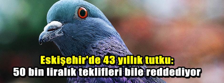 Eskişehir'de 43 yıllık tutku: 50 bin liralık teklifleri bile reddediyor