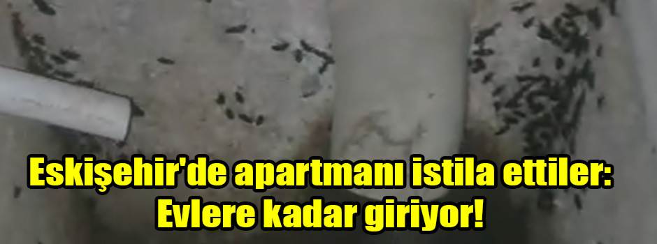 Eskişehir'de apartmanı istila ettiler: Evlere kadar giriyor!