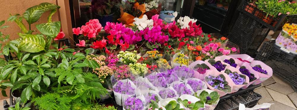 Eskişehir’de bahar gelince çiçeklere yoğun il…