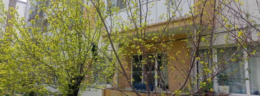 Eskişehir’de baharla birlikte ağaçlar canland…