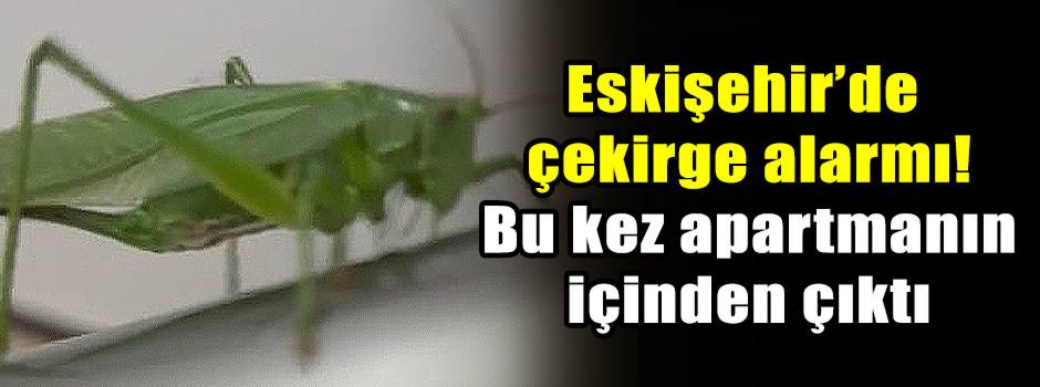 Eskişehir’de çekirge alarmı! Bu kez apartmanı…