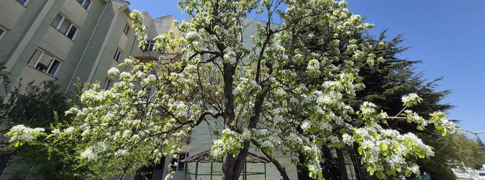 Eskişehir'de çiçek açan ağaç mest etti