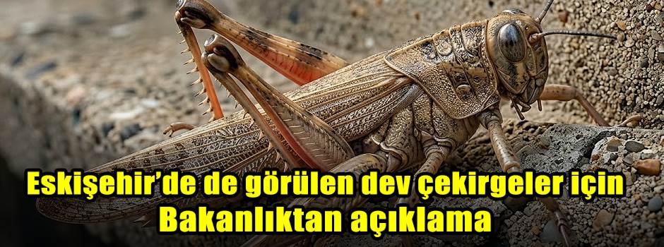 Eskişehir’de de görülen dev çekirgeler için B…