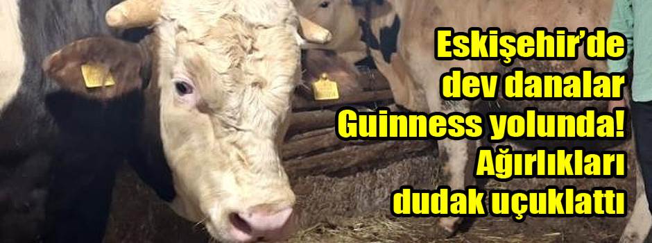 Eskişehir’de dev danalar Guinness yolunda! Ağırlıkları dudak uçuklattı