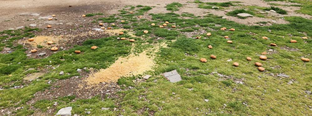 Eskişehir’de gelişi güzel bırakılan yiyecekle…