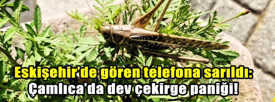 Eskişehir’de gören telefona sarıldı: Çamlıca’…