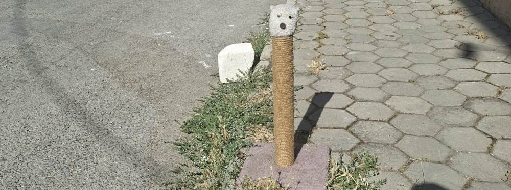 Eskişehir'de hayvanseverlerden sokak kedileri…