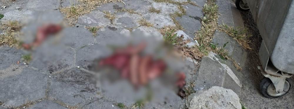 Eskişehir'de kaldırıma bırakılan hayvansal at…