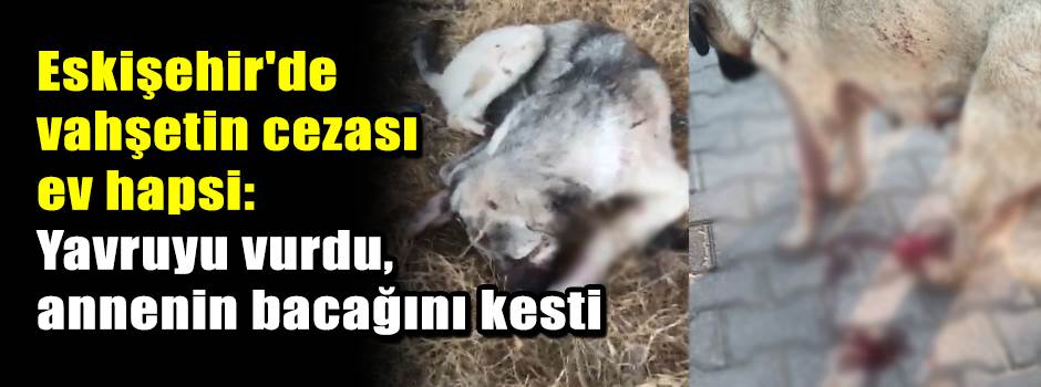 Eskişehir'de vahşetin cezası ev hapsi: Yavruyu vurdu, annenin bacağını kesti