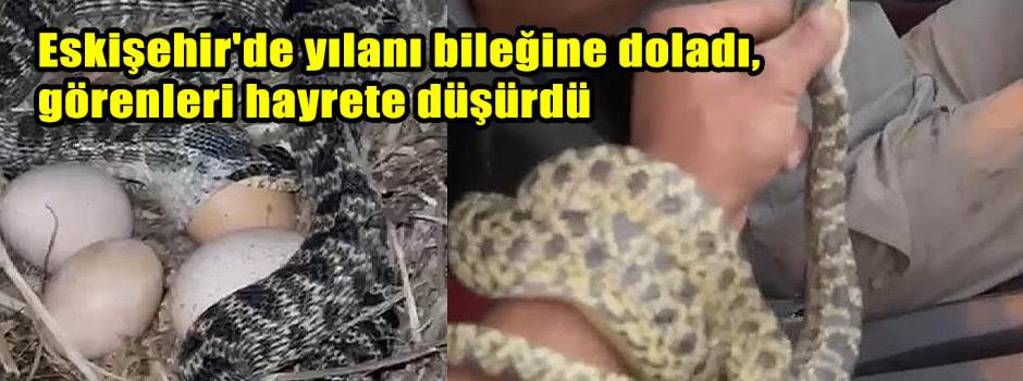 Eskişehir'de yılanı bileğine doladı, görenleri hayrete düşürdü