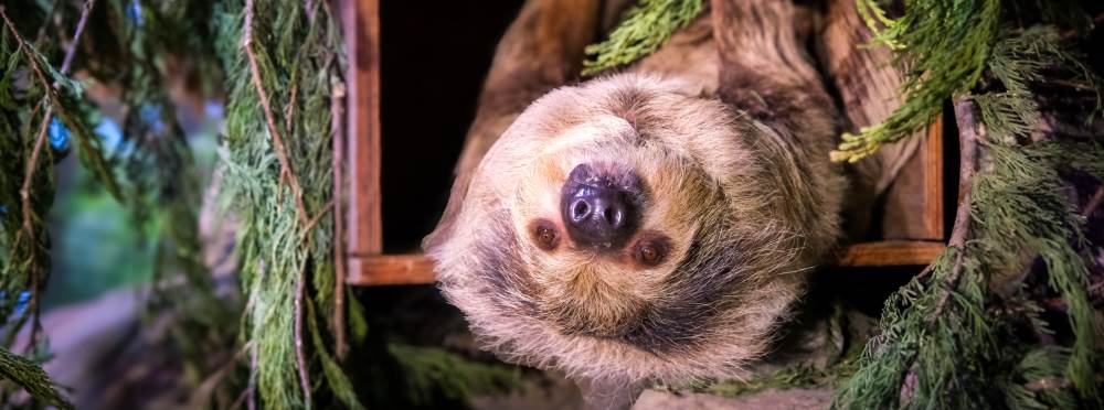 Eskişehir Hayvanat Bahçesi’ne 30 yeni tür gel…