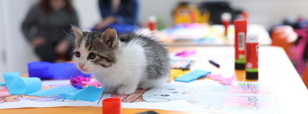 Eskişehir Odunpazarı’nda sokak hayvanları içi…