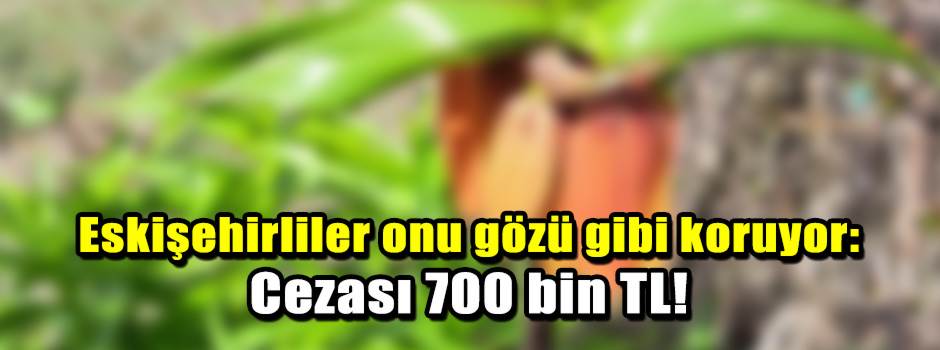 Eskişehirliler onu gözü gibi koruyor: Cezası …