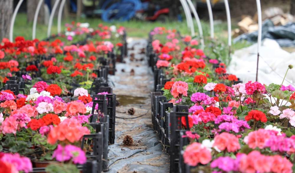 ESTÜ'de yetiştirilen 20 bin çiçek kampüsü süs…