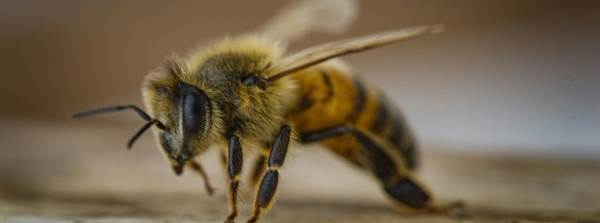 Eve Giren Arı Nasıl Çıkarılır? Panik Yapmadan Uygulanabilecek Etkili Yöntemler