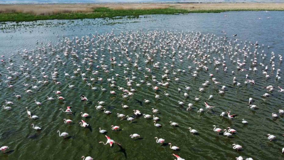 Flamingolar Bu Yıl Da Eber Gölü’Nde Geçici Ol…