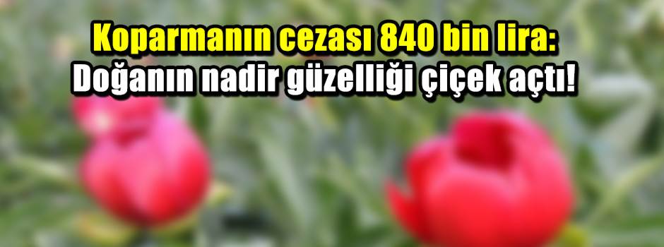 Koparmanın cezası 840 bin lira: Doğanın nadir güzelliği çiçek açtı!