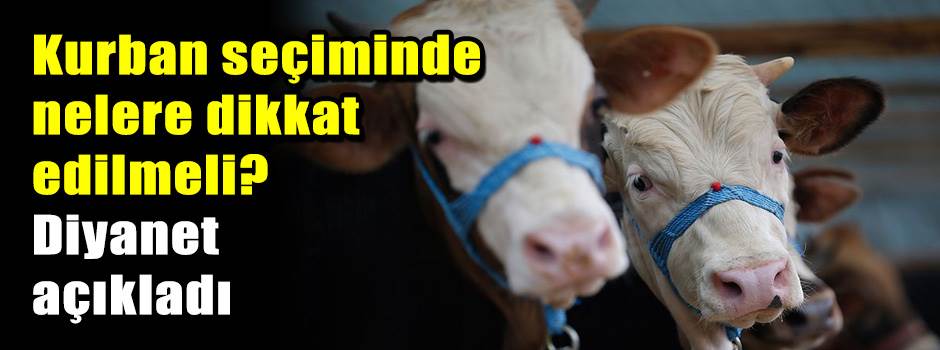 Kurban seçiminde nelere dikkat edilmeli? Diyanet açıkladı