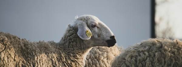 KURBANLIK FİYATLARI 2026 || Küçükbaş - Büyükbaş Hayvan Fiyatları Ne Kadar?