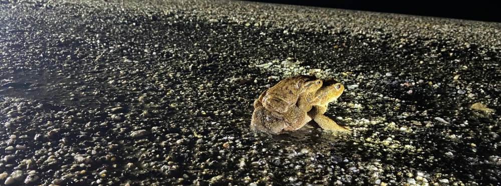 Kütahya’da 5 bin yıllık göç başladı: Yaşam mü…