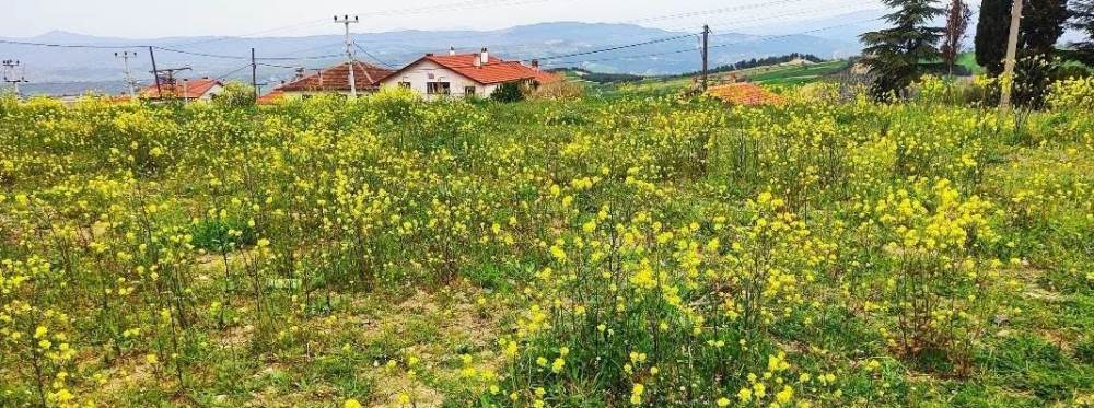 Kütahya'da baharın gelişi kartpostallık manza…