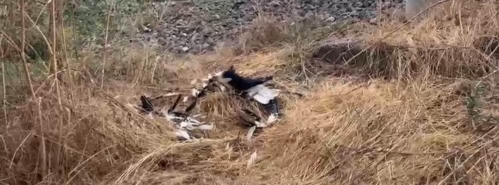 Kütahya’da dikkat çeken görüntü: Çok sayıda l…