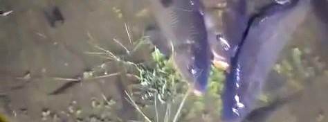 Kütahya’da yüzlerce balığın ölümüne neden ola…