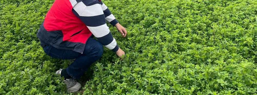 Kütahya Emet’te yonca üretimine sıkı denetim