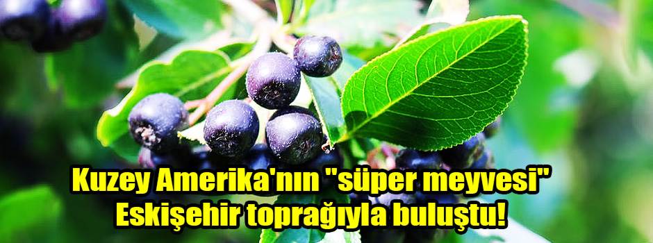 Kuzey Amerika'nın "süper meyvesi" Eskişehir toprağıyla buluştu!