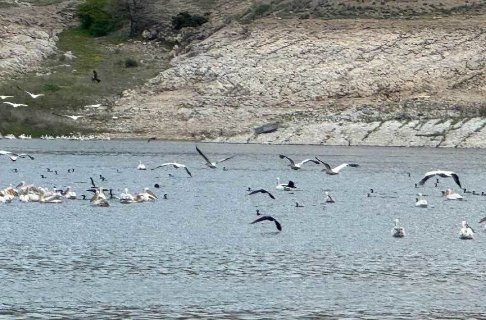 Leylek ve ördeklerin buluşması Porsuk Barajı’…