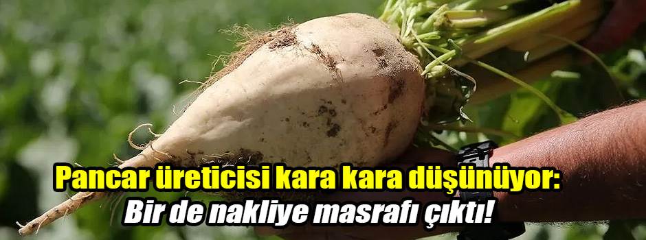 Pancar üreticisi kara kara düşünüyor: Bir de nakliye masrafı çıktı!