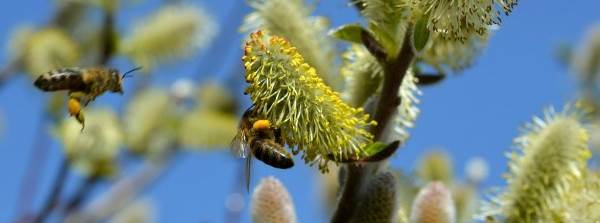 Polen alarmı başladı! Alerji sezonunu hafif atlatmak için bunlara dikkat edin