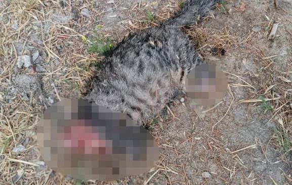 Sokak kedisine yapılan vahşet kan dondurdu: B…