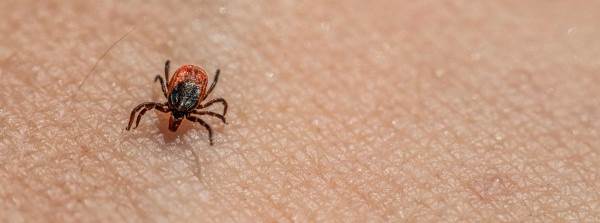 Türkiye'de Kene En Çok Hangi İllerde Var?