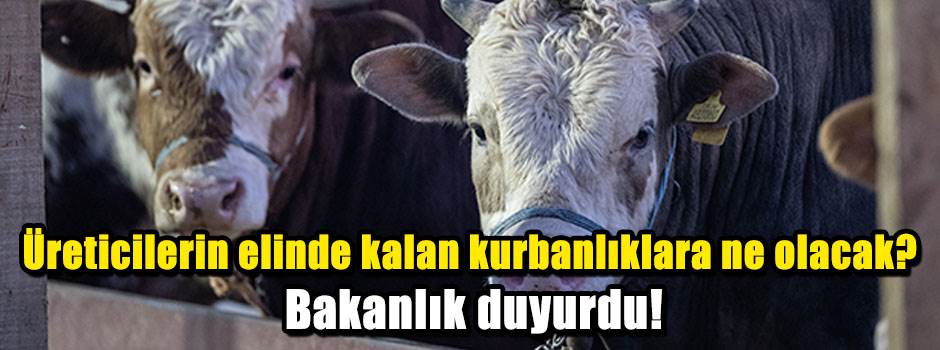 Üreticilerin elinde kalan kurbanlıklara ne olacak? Bakanlık duyurdu